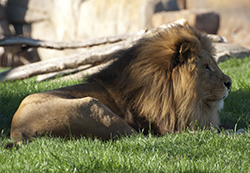 bioparc-valencia-leon