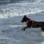 Las mejores playas de perros en la Comunidad Valenciana 
