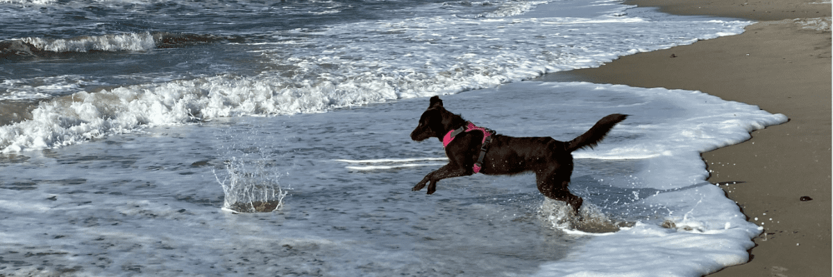 Explorando las Mejores Playas de Perros en la Comunidad Valenciana